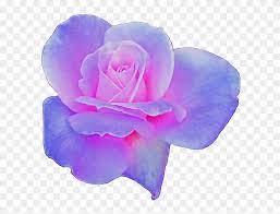 French national day big sale! Rose Clipart Aesthetic Pink And Purple Aesthetic Png Transparent Png 3741749 Pikpng