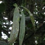 Image result for Bulbophyllum comatum
