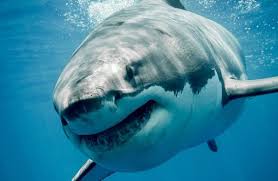 Hayalperest Great White Shark White Sharks Big Great White Shark