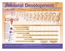 Prenatal Development Anatomical Chart