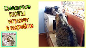 kotiki igrayut v korobke zhulik i kusachka lyubyat korobki pet life funny animals pets