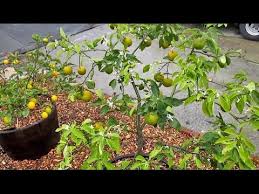 In cold climates, plan on bringing the trees inside to a sunny window or greenhouse. Best Fruit Trees To Grow In Containers Why Youtube