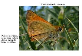 Image result for Ochlodes sylvanus