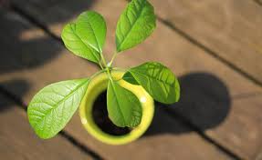 Growing avocados outdoors as productive fruit trees can be tricky, but growing them as houseplants is fun and easy. How To Successfully Grow An Avocado Tree In A Pot