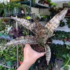 Image result for Hermannia kirkii