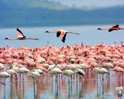 A Farmed Fish That Will Make Your Mouth Absolutely Water Greenopedia Nakuru Cayo Coco Flamingo