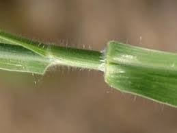 Image result for Panicum calvum