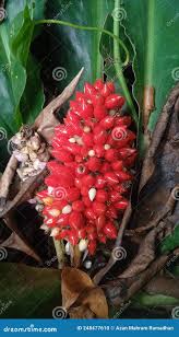 Image result for Renealmia