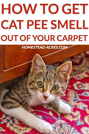 How To Get Cat Pee Smell Out Of Your Carpet In 2020 Cat Pee Smell Pee Smell Cat Pee