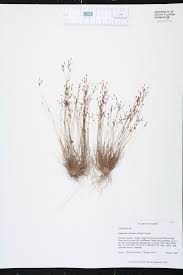 Image result for Bulbostylis hispidula