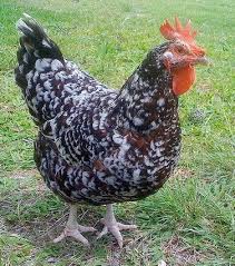 Black And White Speckled Chicken Name Speckled Sussex Fancy Chickens Chicken Breeds Pet Chickens