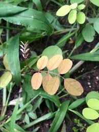 Image result for Phyllanthus tenellus