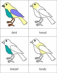 Parts Of A Bird From Montessori For Everyone Montessori Lessons Montessori Montessori Activities