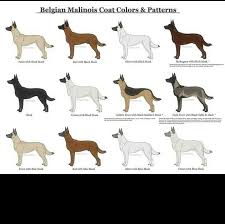 He stands squarely on all fours and viewed from the side, the topline, forelegs, and hind legs closely approximate a square. Polomolok Belgian Malinois Posts Facebook