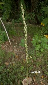 Image result for Eragrostis racemosa