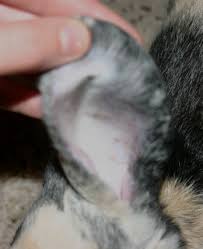 Image result for scabies rabbits ears