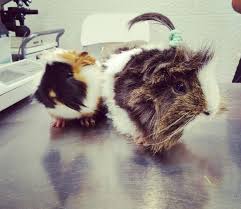 Muhtesem Ikili Guineapigler Tek Beslenmezse Daha Mutlu Olur Uremesi Sart Degil Yeterki Yanliz Kalmasin Yanina Ayni Cinsiyette Bir Arkadas Cinsiyet