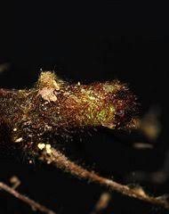 Image result for Blotiella trichosora