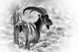 Only about 500 individuals survived in the mountains of ethiopia. Black And White Wildlife Fine Art Photos Portraits Of Walia Ibex