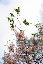 Image result for Cassia agnes