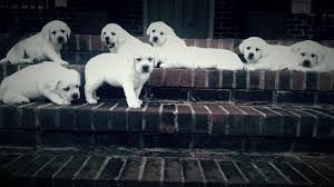Snow White Lab Breeders Polar Bear Labs For Sale At Twin Ponds Labradors