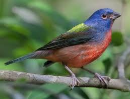 Small Green Bird With Red Spot On Head Painted Bunting Painted Bunting Most Beautiful Birds Beautiful Birds