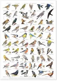 Gartenvogel Garden Birds Vogel Im Garten Vogel Als Haustiere Tiere