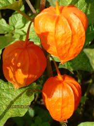 Image result for Physalis