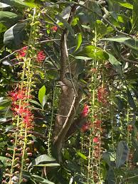 Image result for Barringtonia