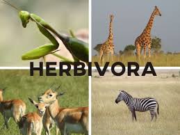 Hewan karnivora, hebivora dan omnivora adalah tiga dari golongan satwa dan fauna atau suatu kelompok hewan organime yang di klasifikasi kan dalam lihat selengkapnya: Herbivora Pengertian Ciri Sistem Pencernaan Dan Contoh Murid Co Id