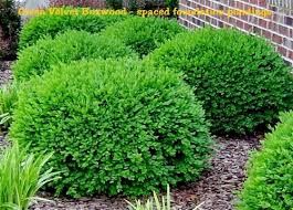 After planting, water to a depth of 6 to 8 inches as needed to keep the roots moist throughout the first season of growth. Green Velvet Boxwood Buxus