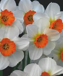 Daffodil Barrett Browning Early Mid Season 16 20 High Bulb Flowers Narcissus Flower Narcissus