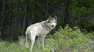 Other than hunting to eat, wolves are usually not. Colorado S First Gray Wolf Pack Since 1940s Now Has 6 Pups