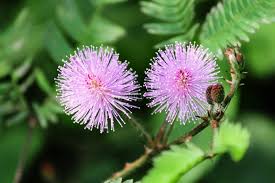 Image result for Fabaceae subfamily Mimosoideae