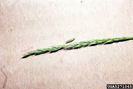 Image result for Microstegium nudum