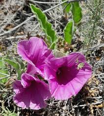 Image result for Ipomoea chloroneura