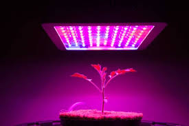 Maybe you would like to learn more about one of these? Cmh Vs Led Which Is Best Hydroponics Wholesale