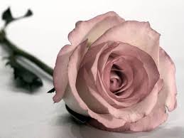 Check spelling or type a new query. Bunga Ulang Tahun Florist Jakarta Toko Bunga Di Jakarta Barat 0822 99148647 Www Bungarawabelong Com