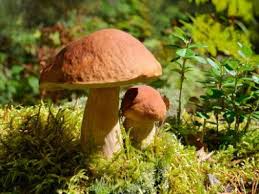 Ratgeber Giftige Und Essbare Pilze Unterscheiden Essbare Pilze Steinpilze Pilze