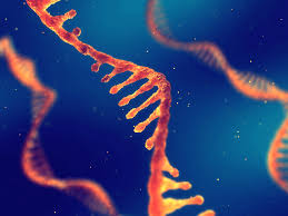 Mrna vaccines are a new type of vaccine and there is currently no successful example of them being used in the population, prof luo adds. After Ad5 Ncov Cansino Aims At Mrna Vaccine For Covid 19 With Precision Nanosystems 2020 05 21 Bioworld