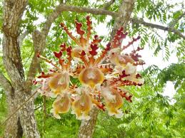 Image result for Chlorophytum calyptrocarpum