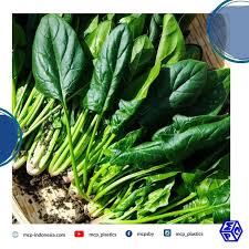 We did not find results for: Jenis Tanaman Hidroponik Bernilai Tinggi Pt Mutiaracahaya Plastindo