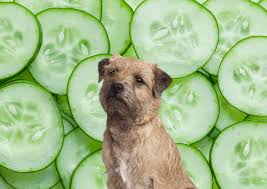Cucumbers wind up in salads and other foods that might be doused (or drizzled) with dressings, oils. Can Dogs Eat Cucumbers Crank Hound