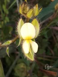 Image result for Crotalaria capensis
