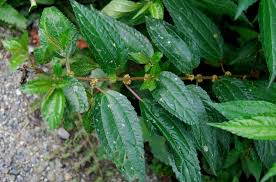 Image result for Pouzolzia parasitica