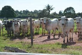Esta e uma area de grande importancia, tendo em vista que os graos de cereais, em especial o milho, representa a a alimentação durante o confinamento de gado deve ser seguida rigorosamente, prezando sempre pelo seu controle e feito com base nas necessidades dos. Semiconfinamento E Confinamento Cenarios Para A Pecuaria