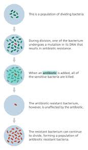 What Is Antibiotic Resistance Antimicrobial Resistance Learning Resources Teaching