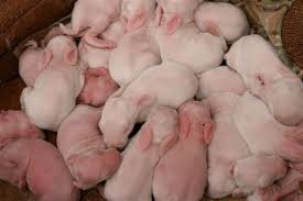 What is a good name for a black rabbit? A List Of 199 Cute Bunny Names For Your Fuzzball Pet Ponder