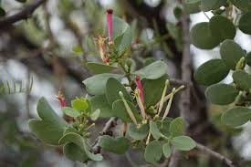 Image result for Tapinanthus dependens