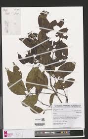 Image result for Psydrax parviflora